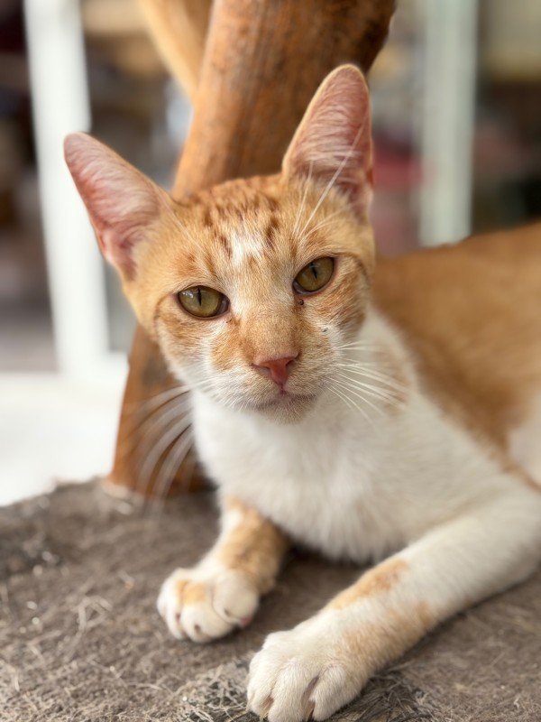 Puss