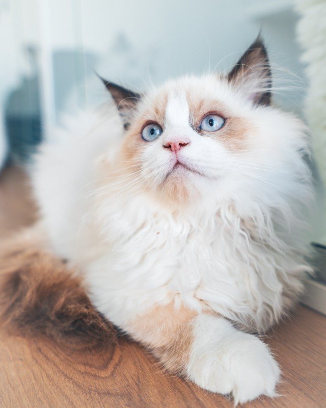 Loki