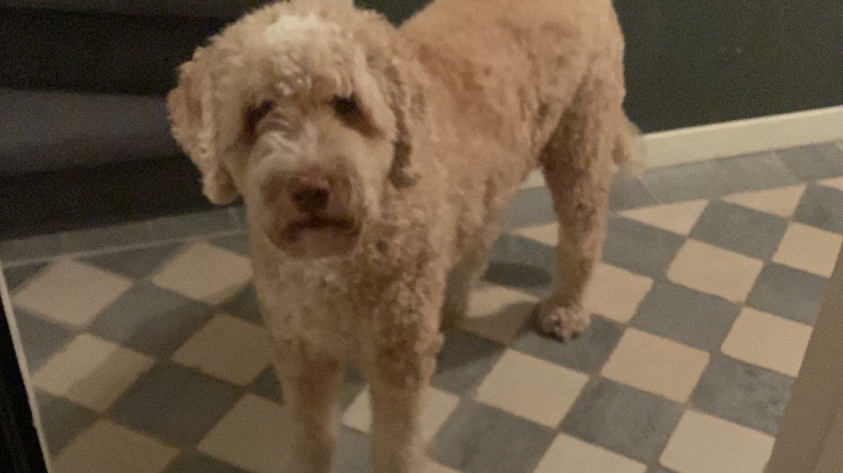Cooper