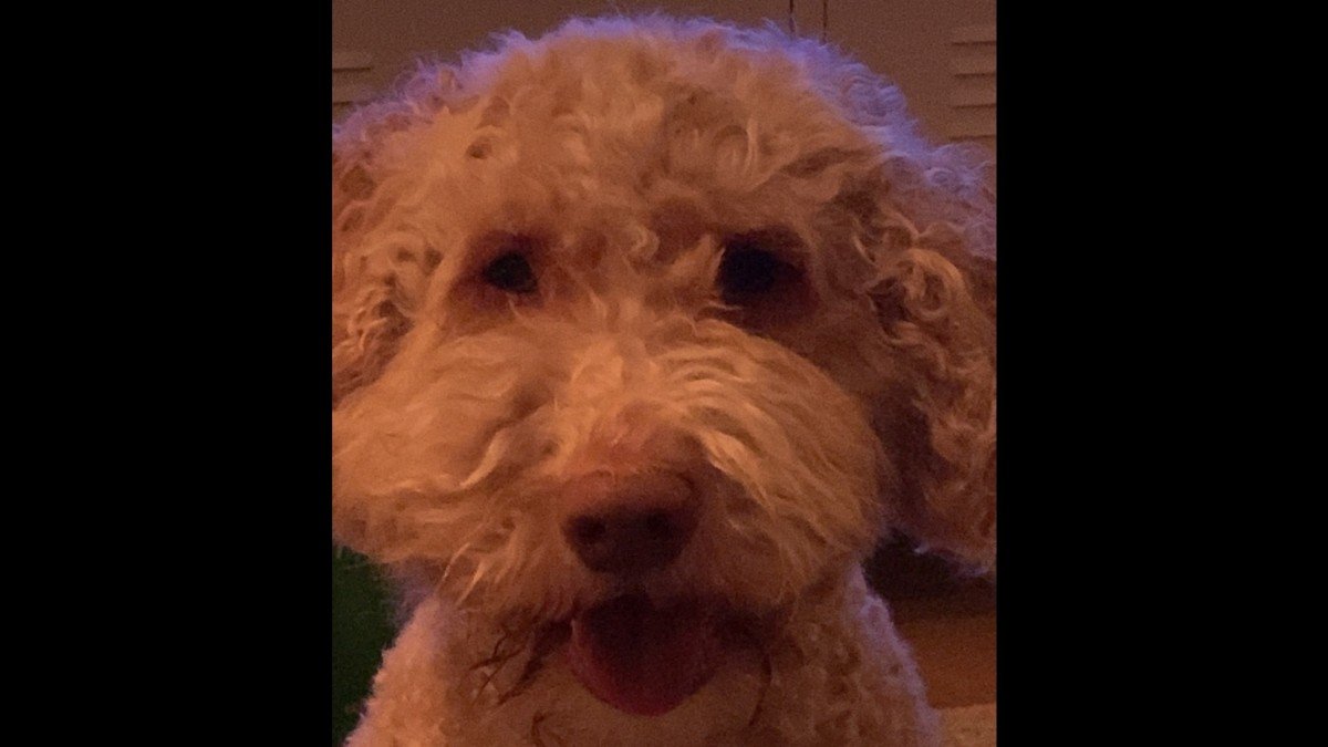 Cooper