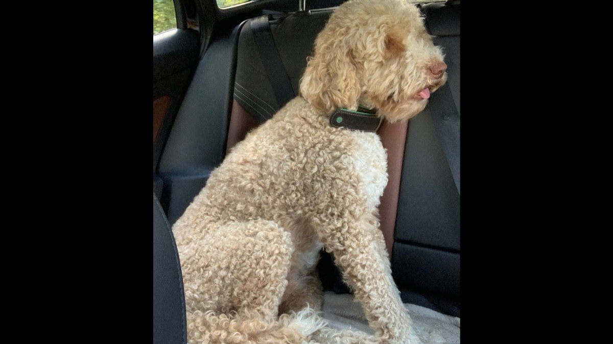 Cooper