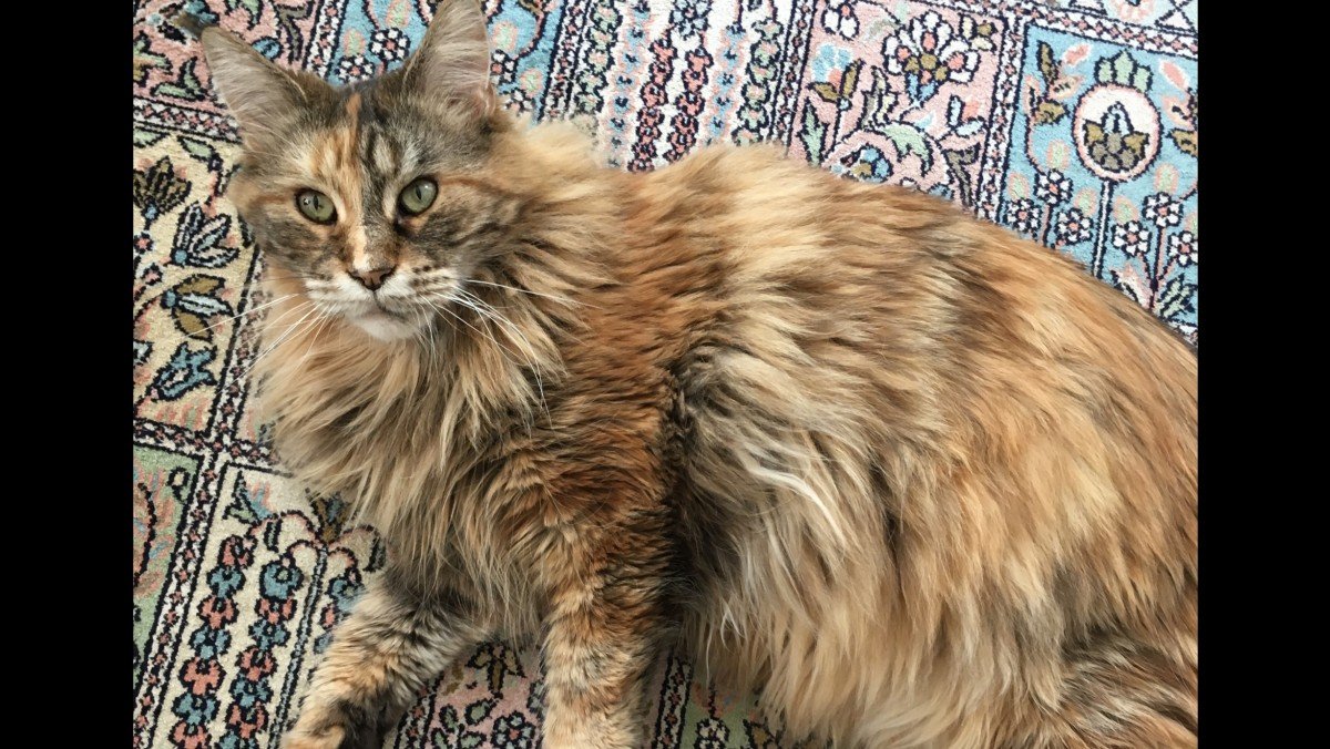 Tebbie