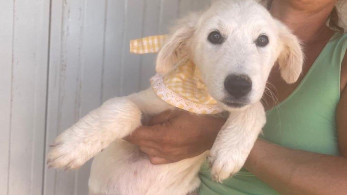 Ambra