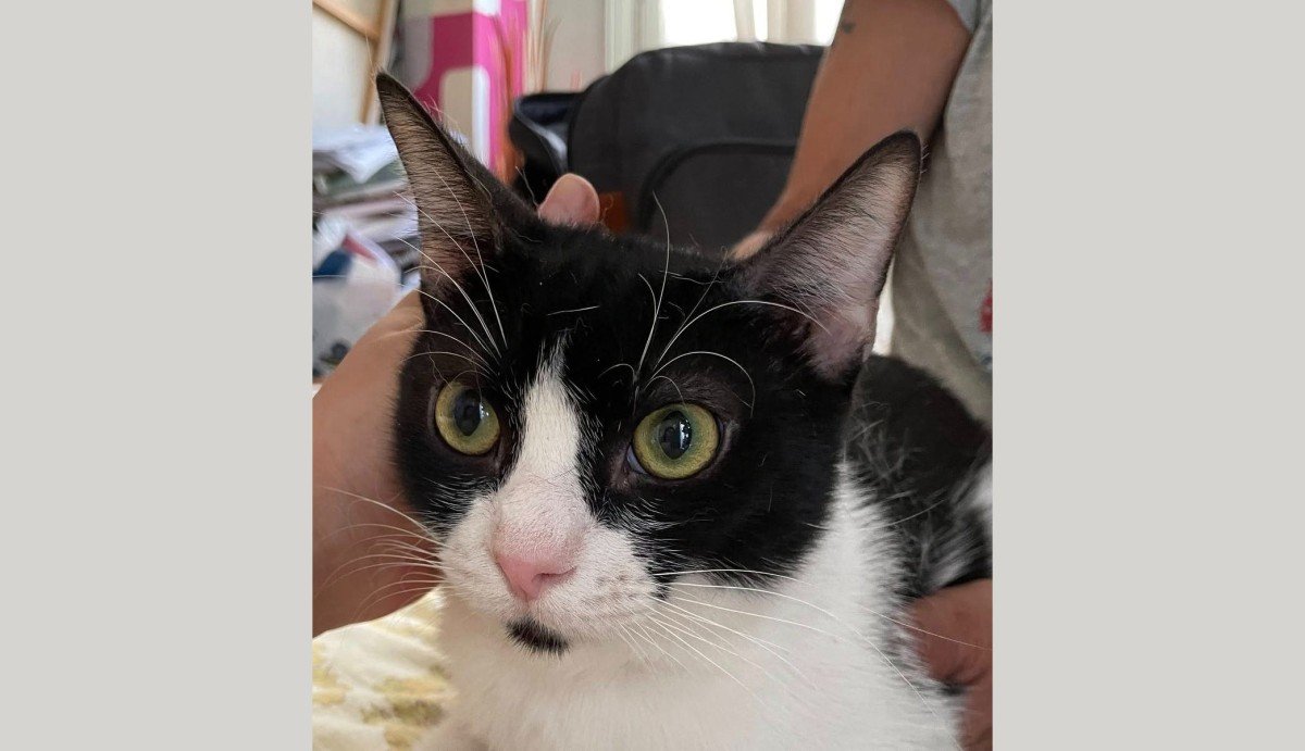 Felix