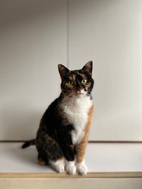 Novi