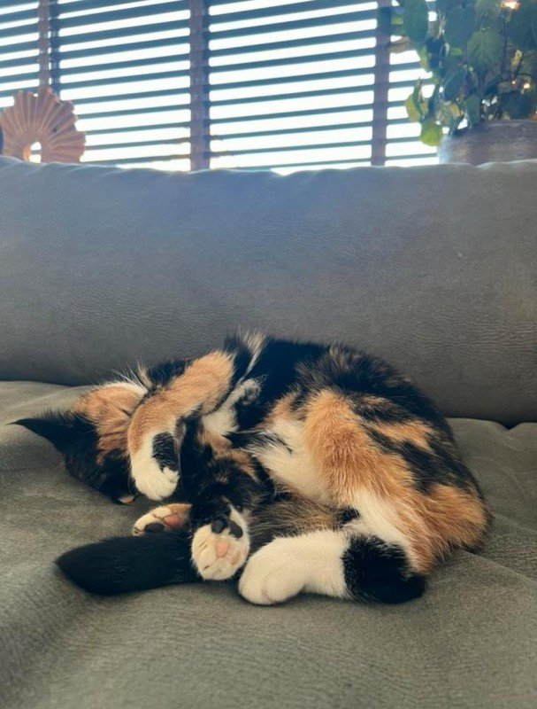 Roxy