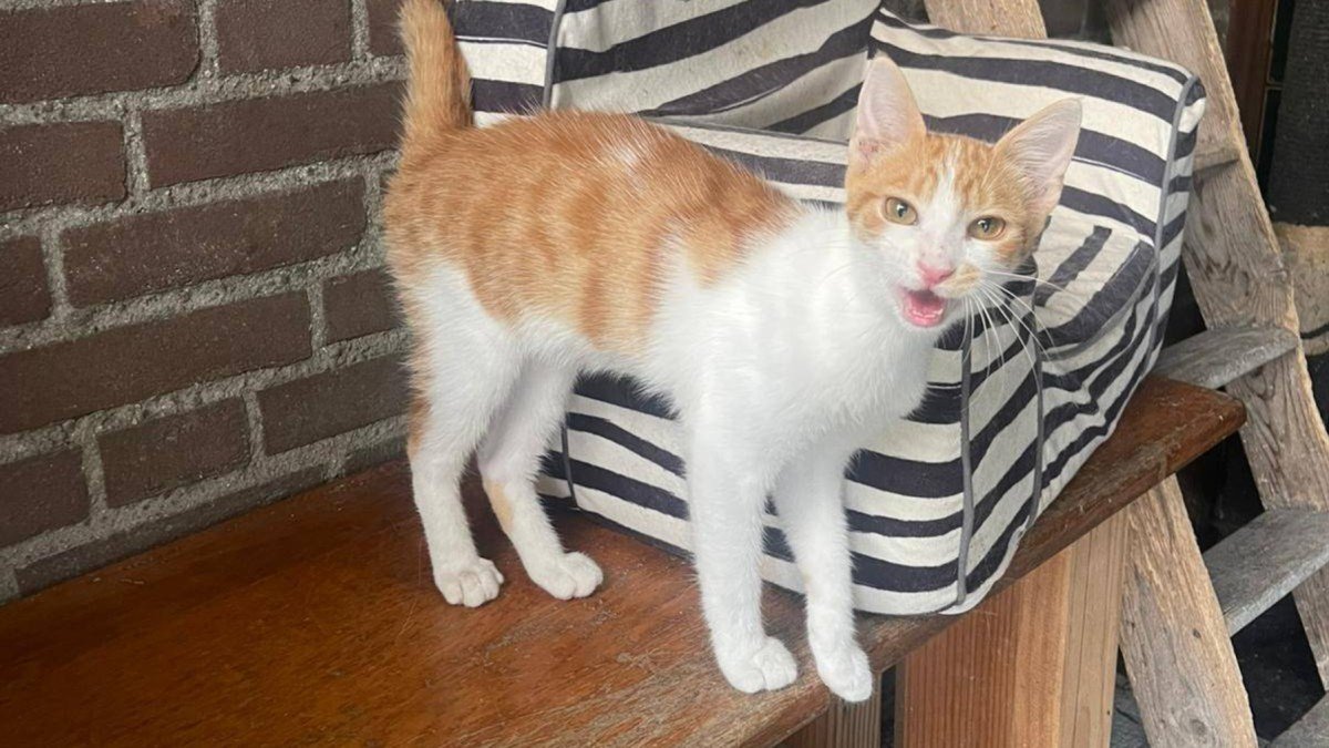 Rico