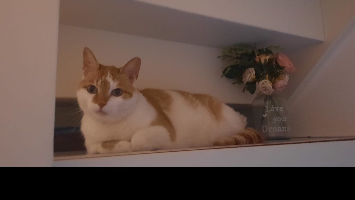 Dikkie Dik