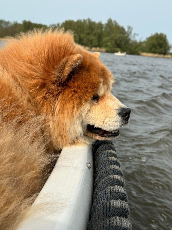 Nala