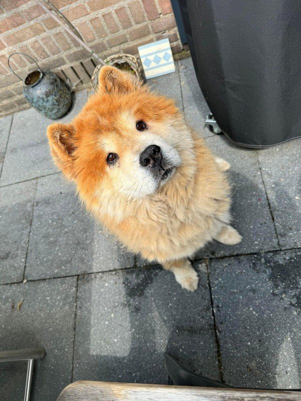 Nala