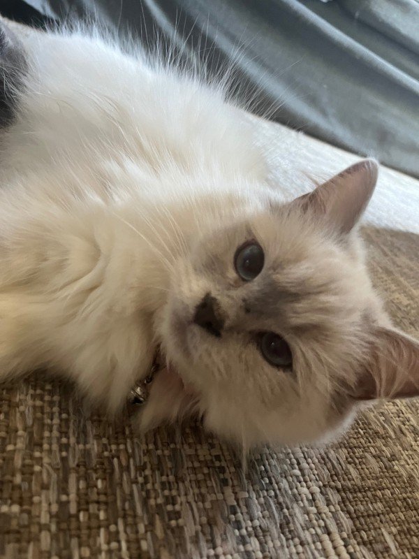 Isa