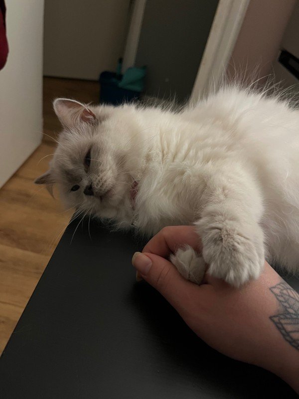 Isa