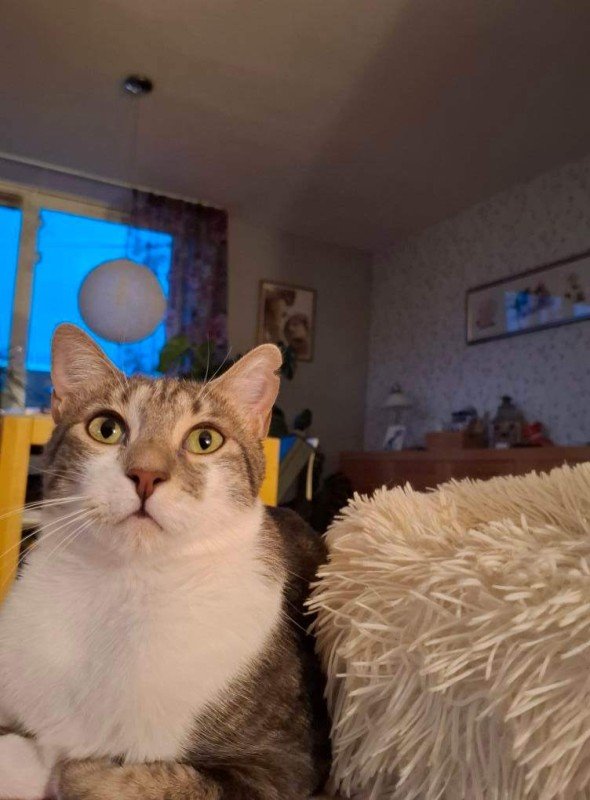 Tabitha