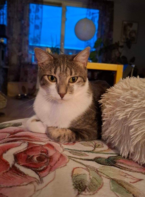 Tabitha