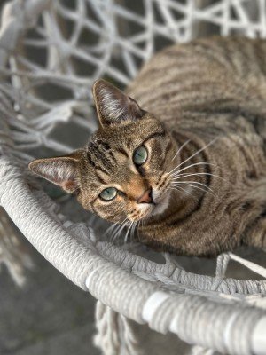 Tijger