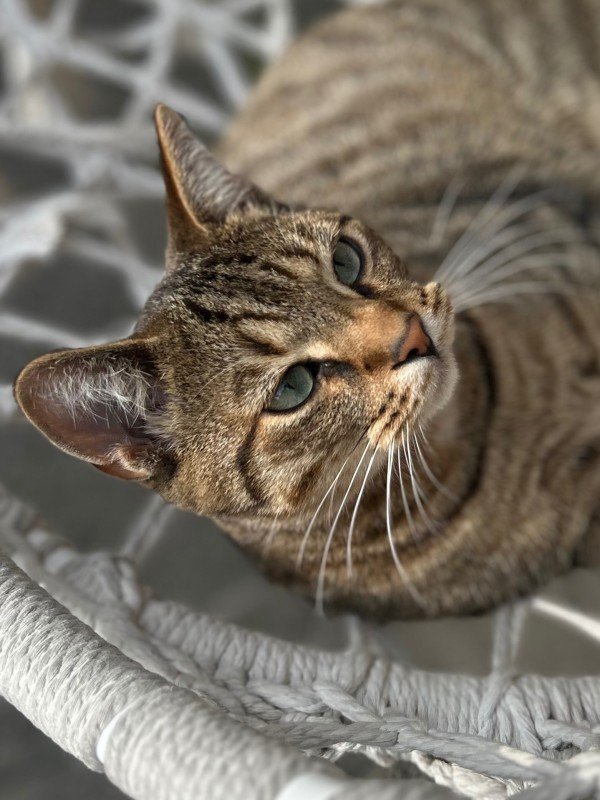 Tijger
