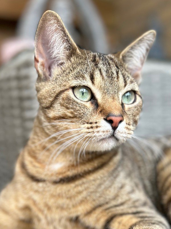 Tijger