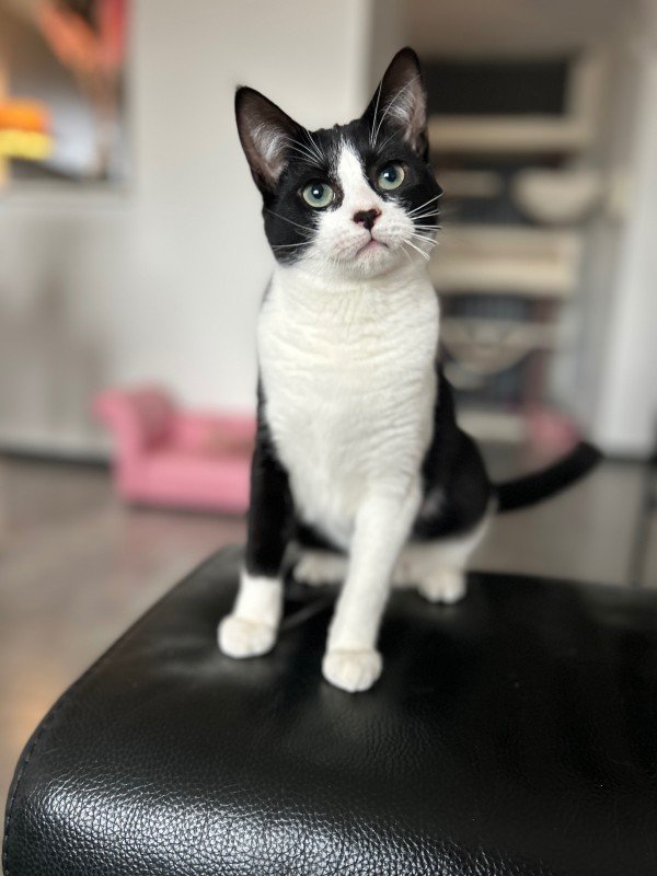Nala