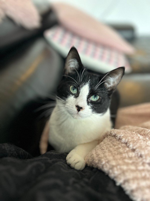 Nala