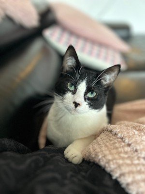 Nala
