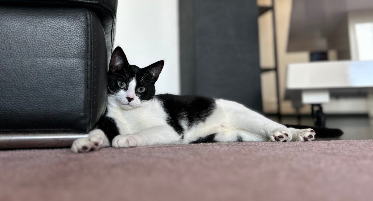 Nala