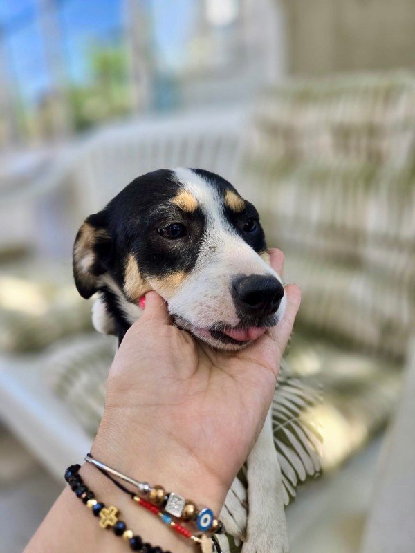 Mimi