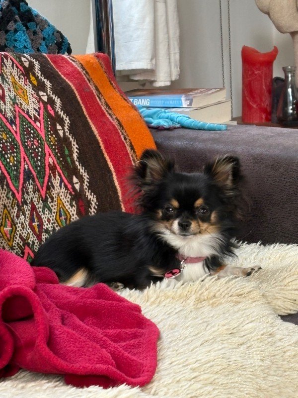 Pinkeltje