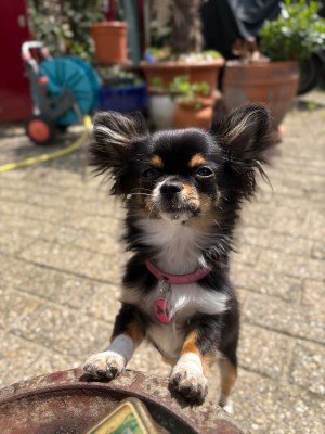 Pinkeltje