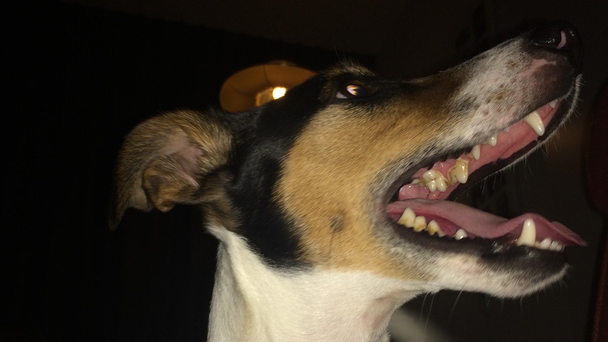 Spike