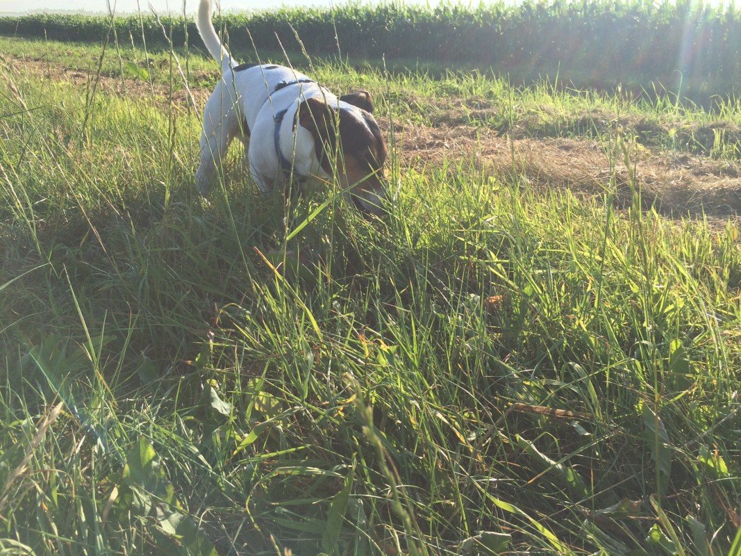 Spike