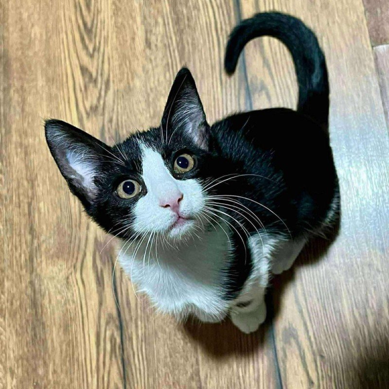 Ozzy