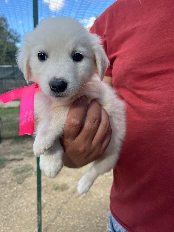Pippa