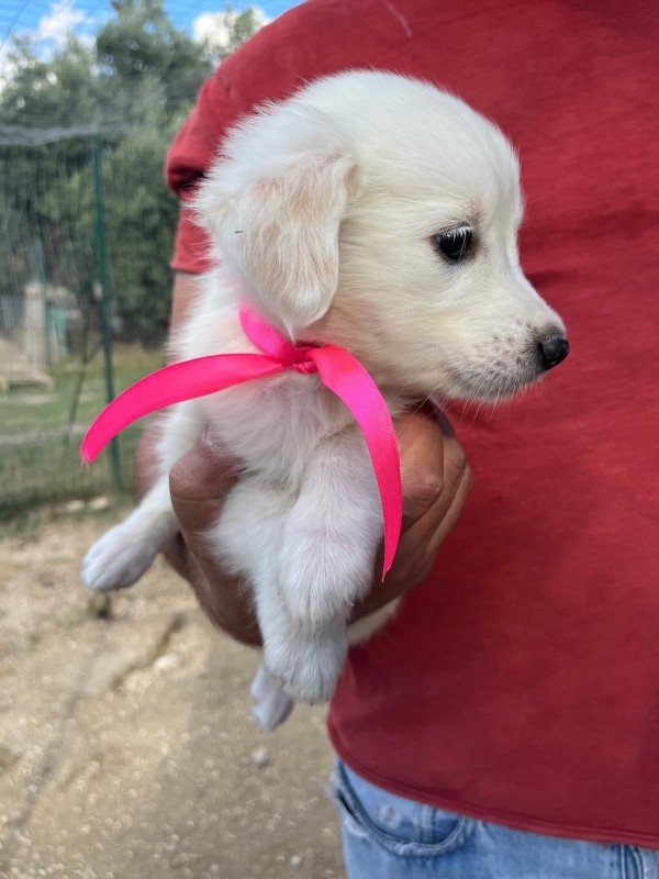 Pippa