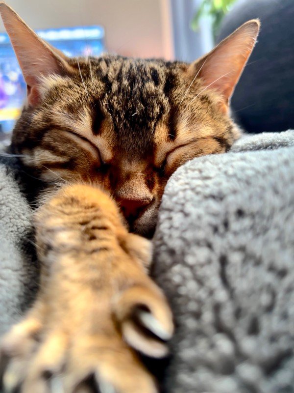 Nala