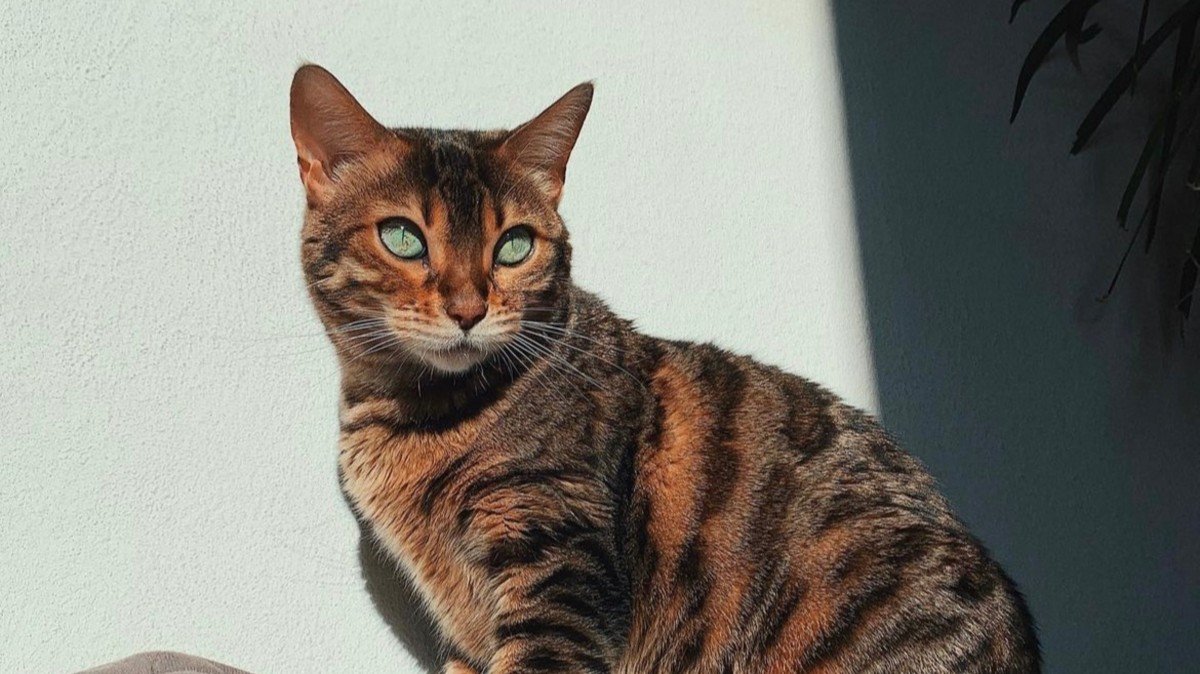 Nala