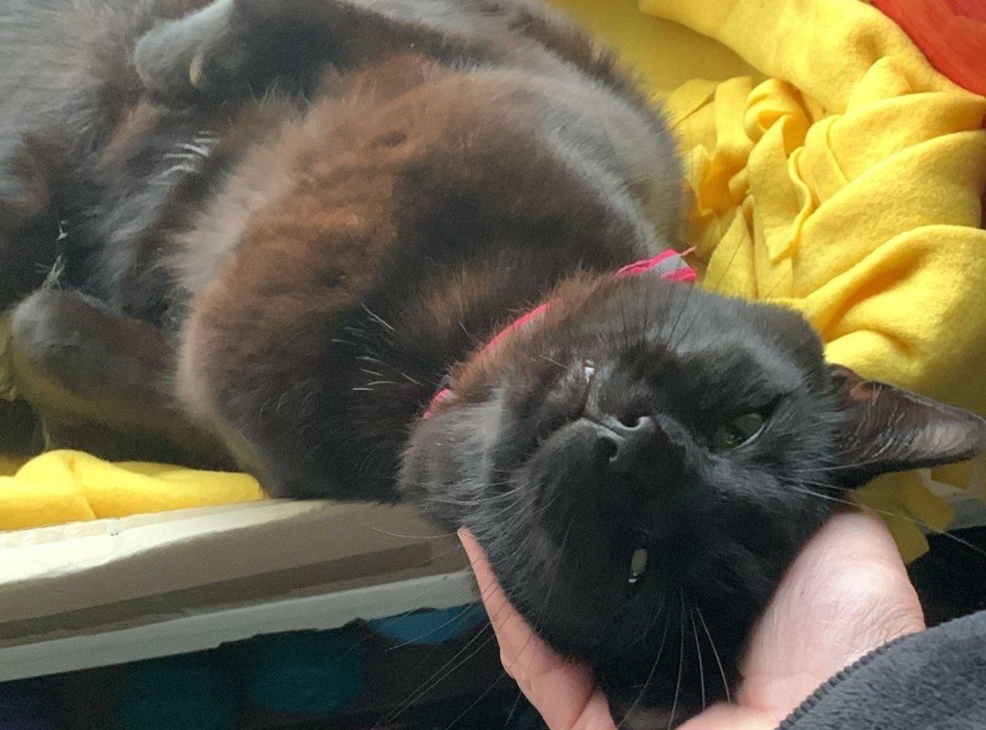 Ollie