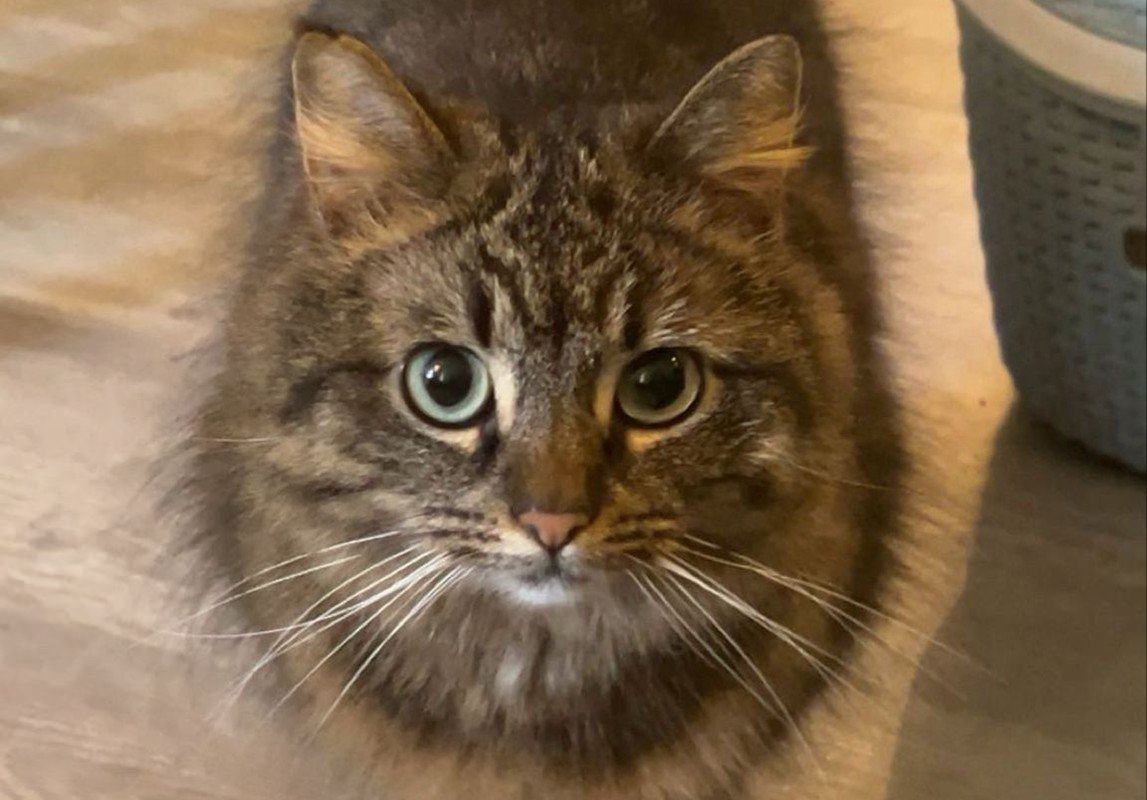 Bonnie