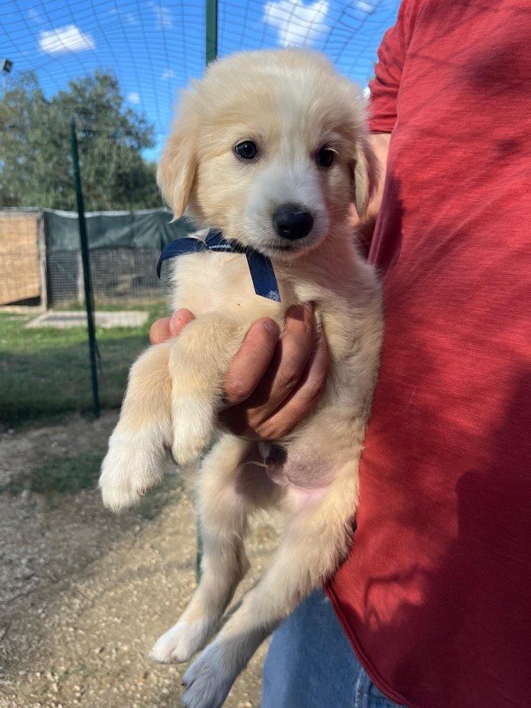 Finn