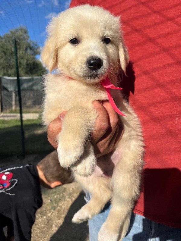 Finn