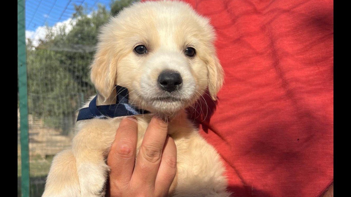 Finn