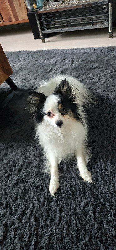 Bowie