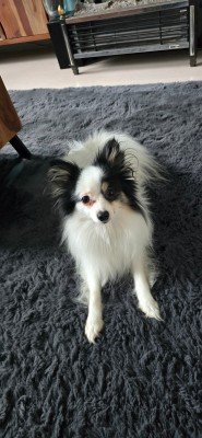 Bowie