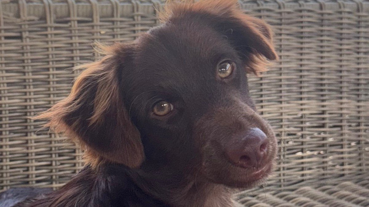Georgie
