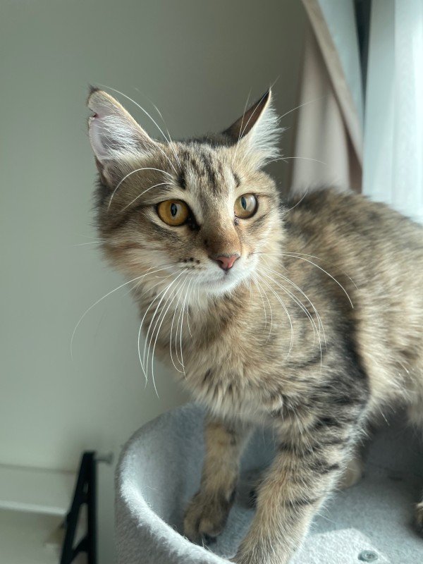 Bibi