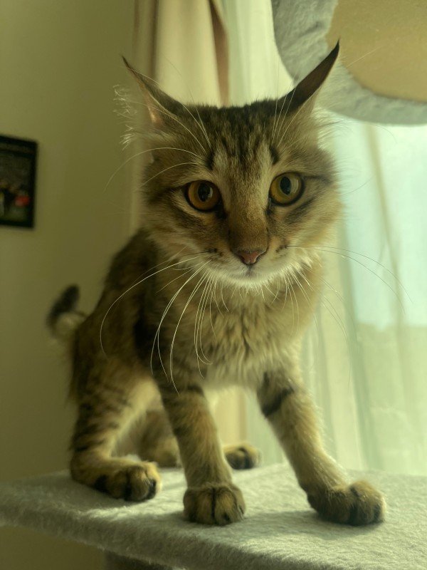Bibi