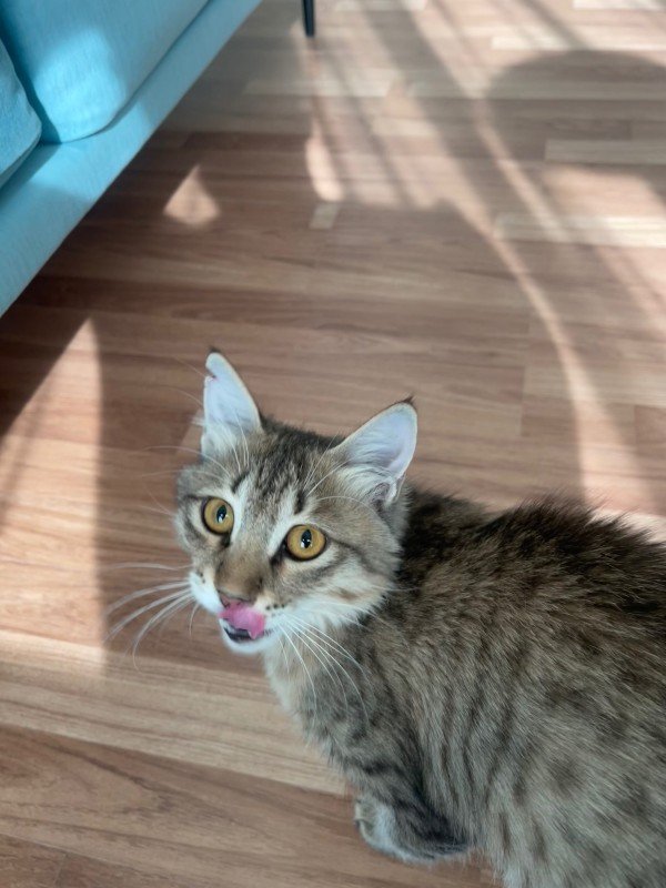 Bibi