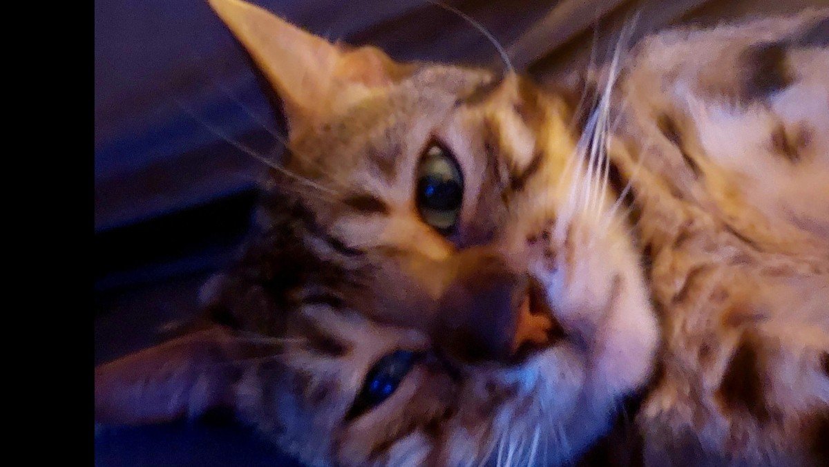 Simba