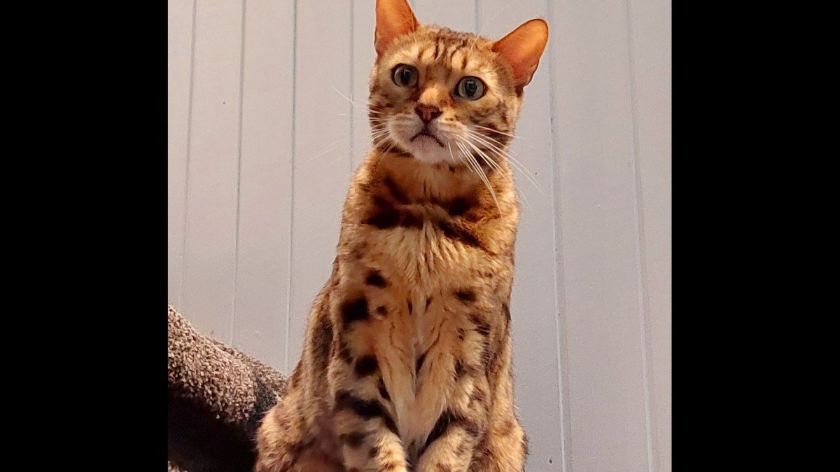 Simba