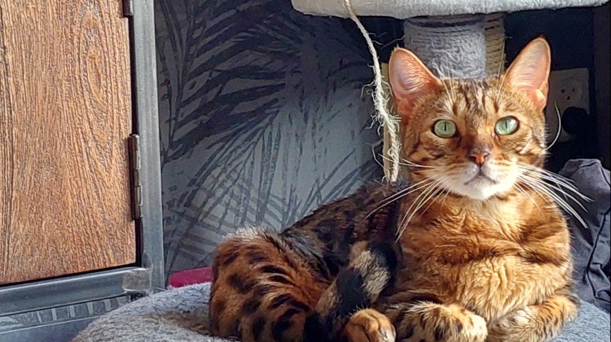 Simba