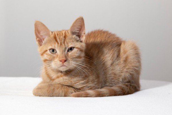 Dexter